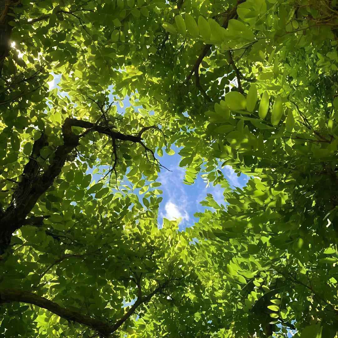 绿荫之源树苗园