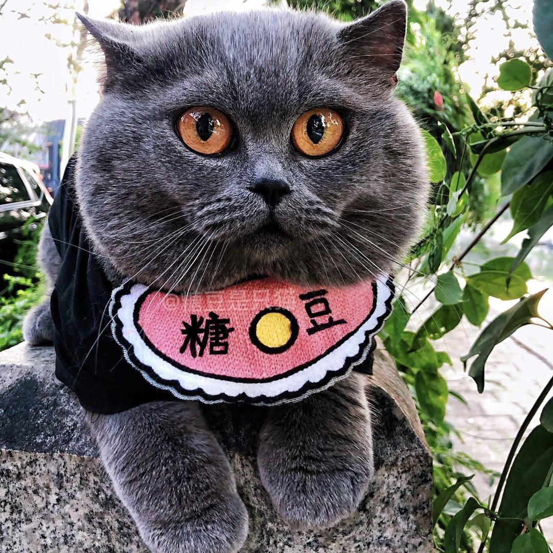 糖豆是只猫