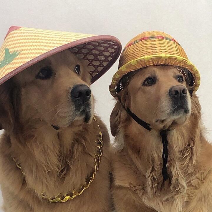 聪明旺豆豆@抖音