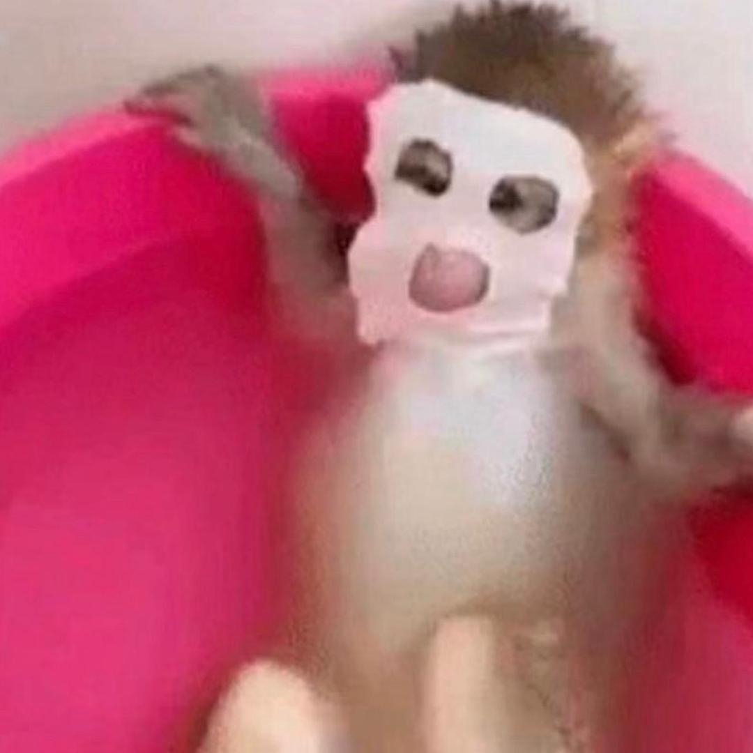 大狸子呀