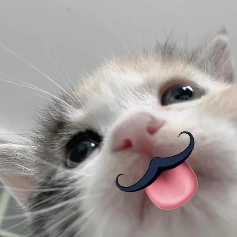 犯困猫