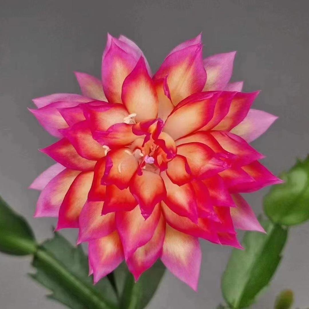 晚舟蟹爪兰