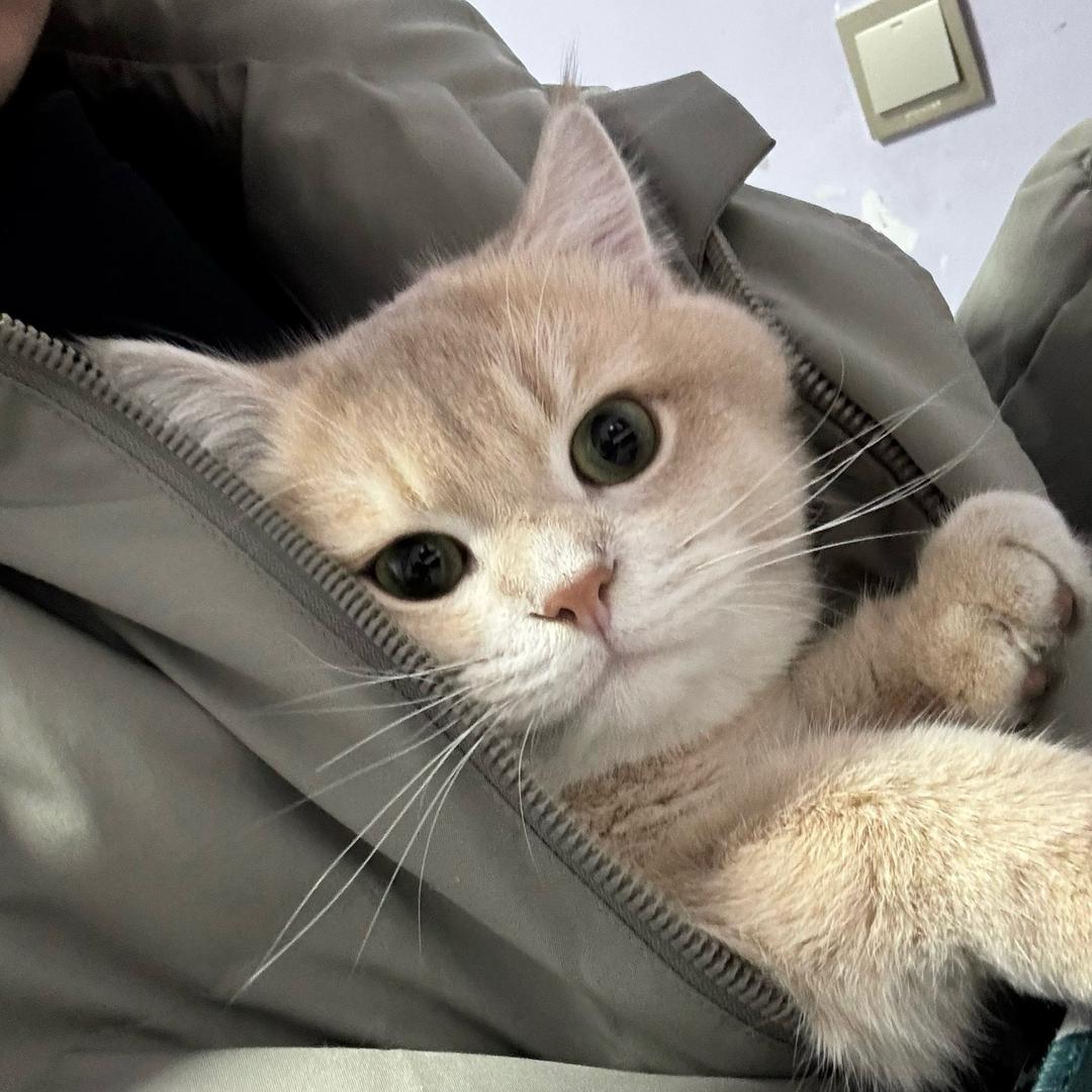 我有两只猫