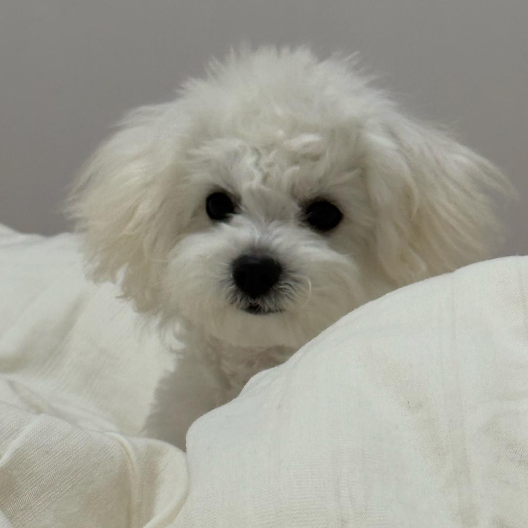 小小小糯米