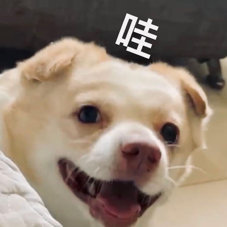 小锤🔨
