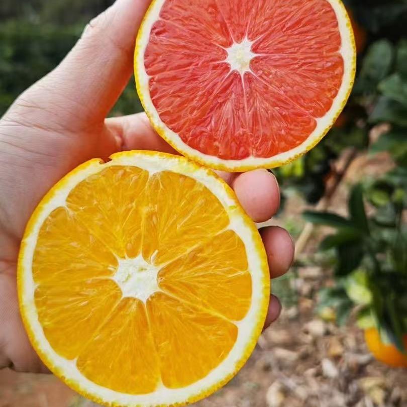 赣南脐橙果园直销