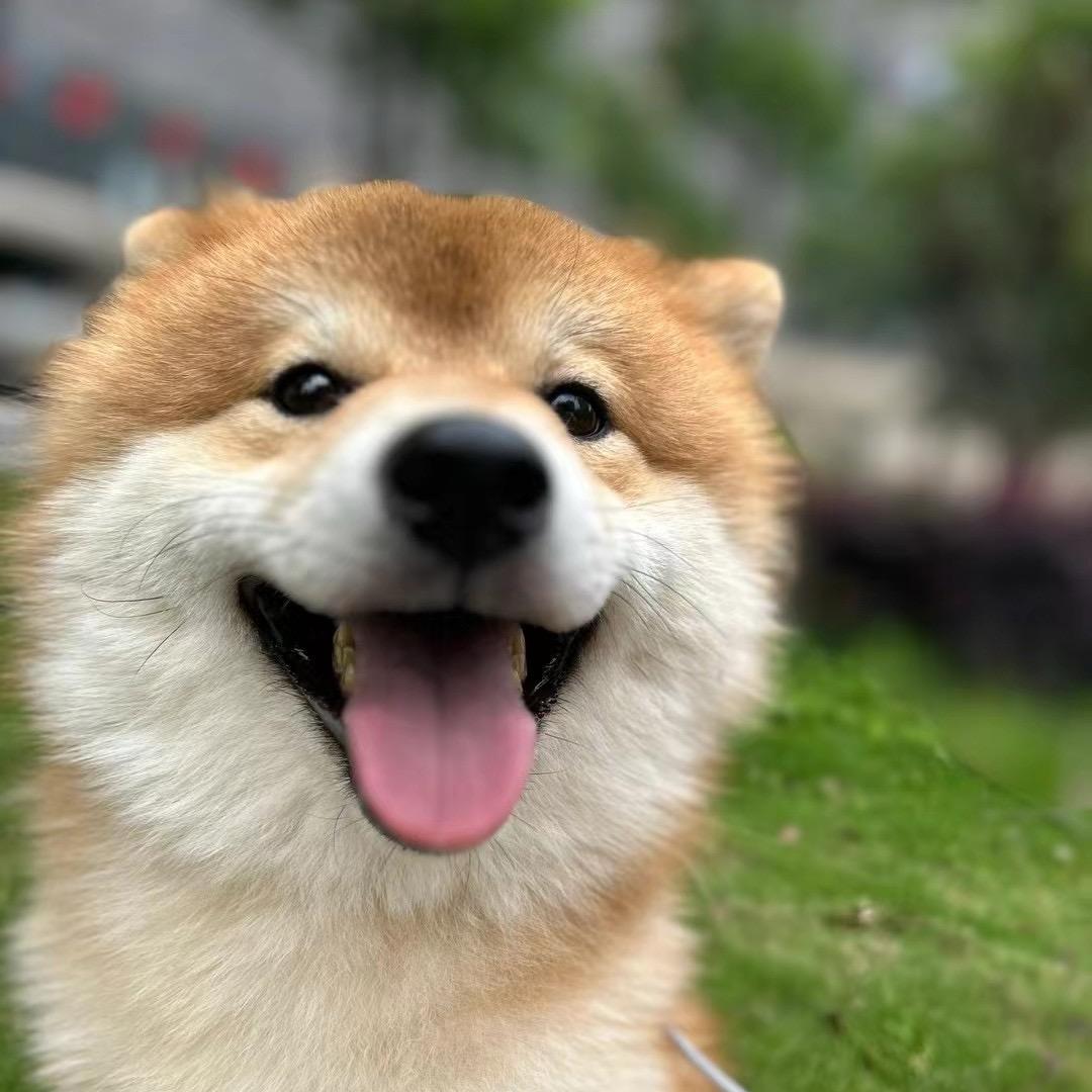 泊途柴库柴犬