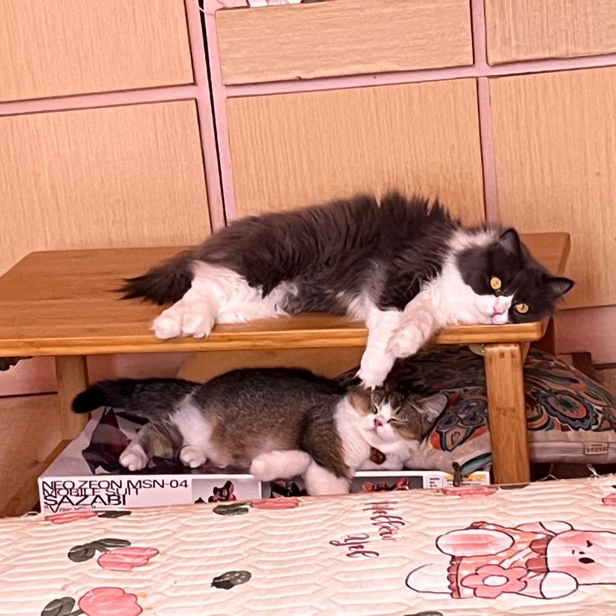 软兜长鱼