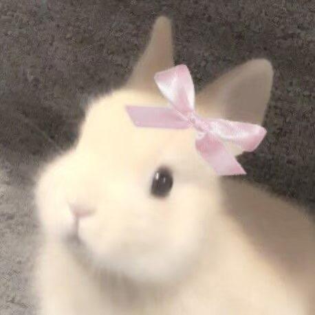🐰兔叽