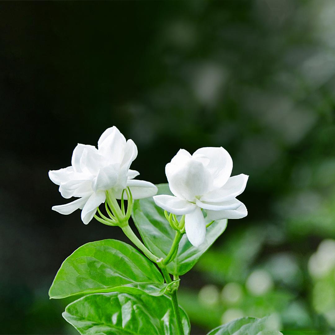 莉祝茉莉花茶（一两好茶）