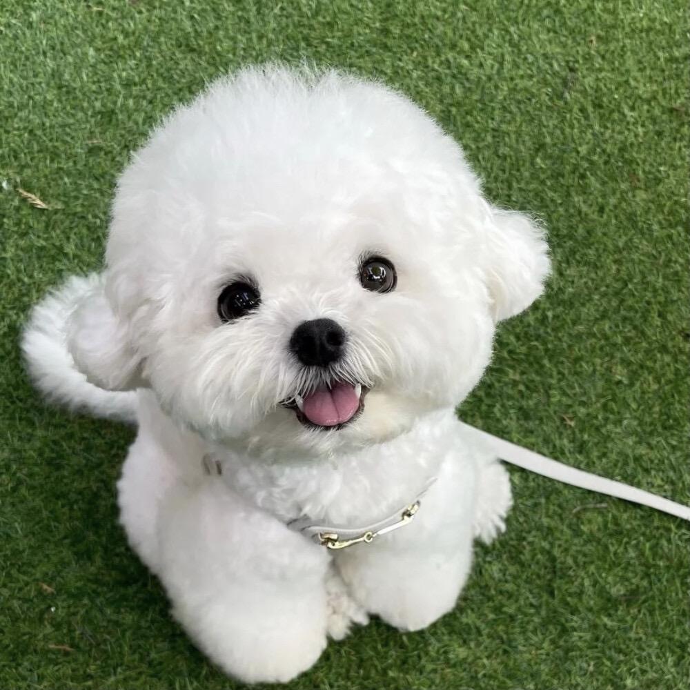 萌宝精品犬舍猫舍（直播号）