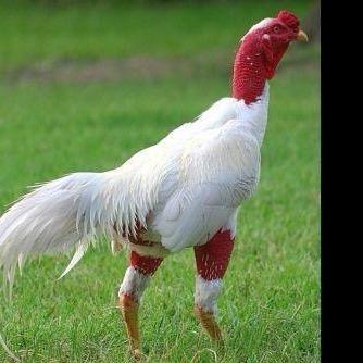 伽师县斗鸡爱好者