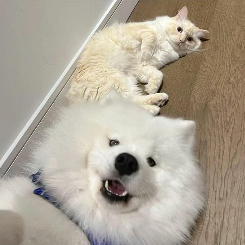 忧郁小狗