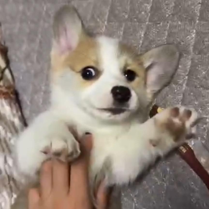 蛋的小十九