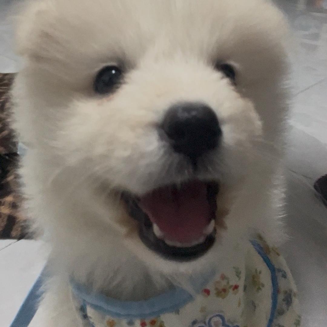 萨摩哎_白云云☁️～