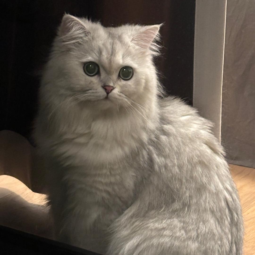 林七