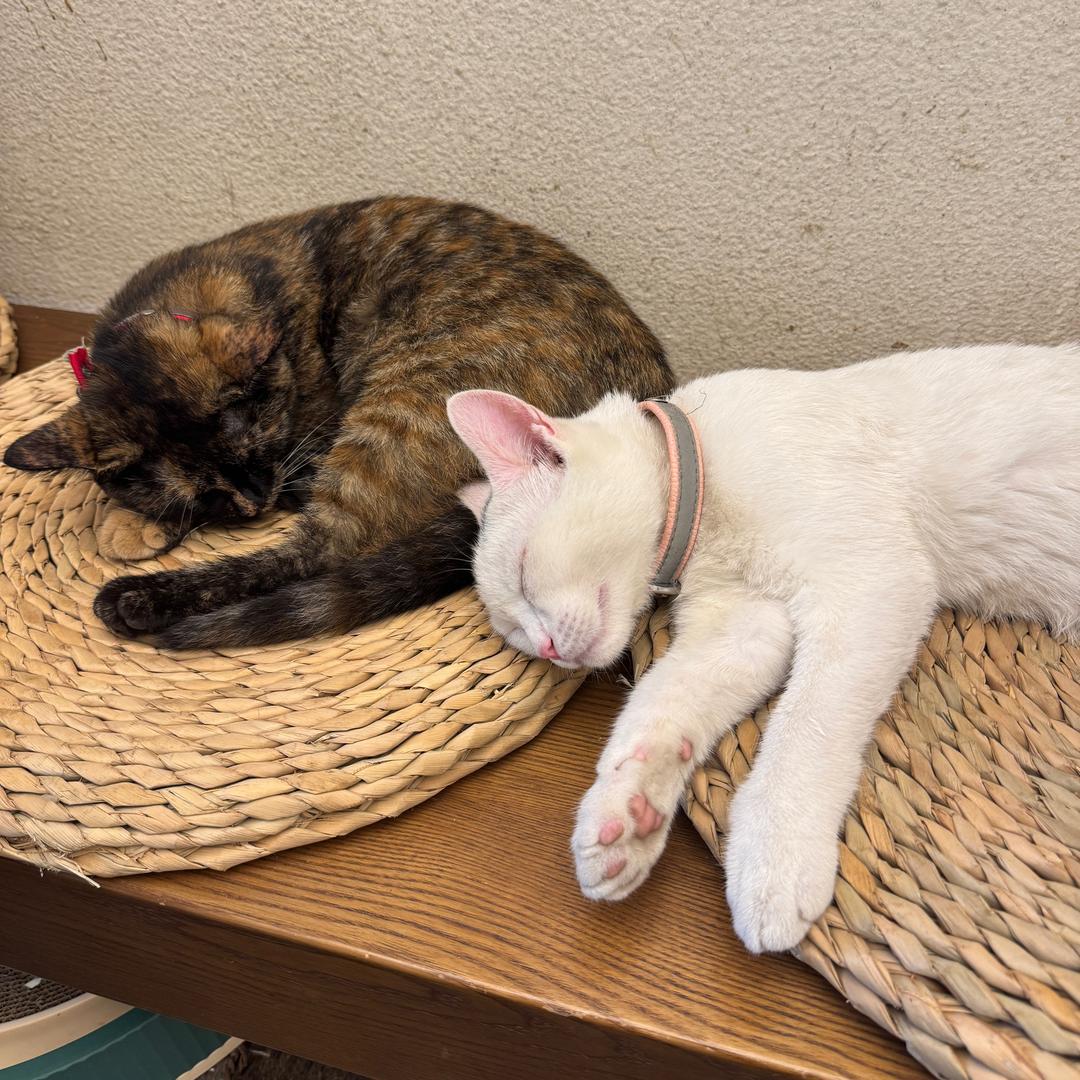 叽里咕噜说什么呢