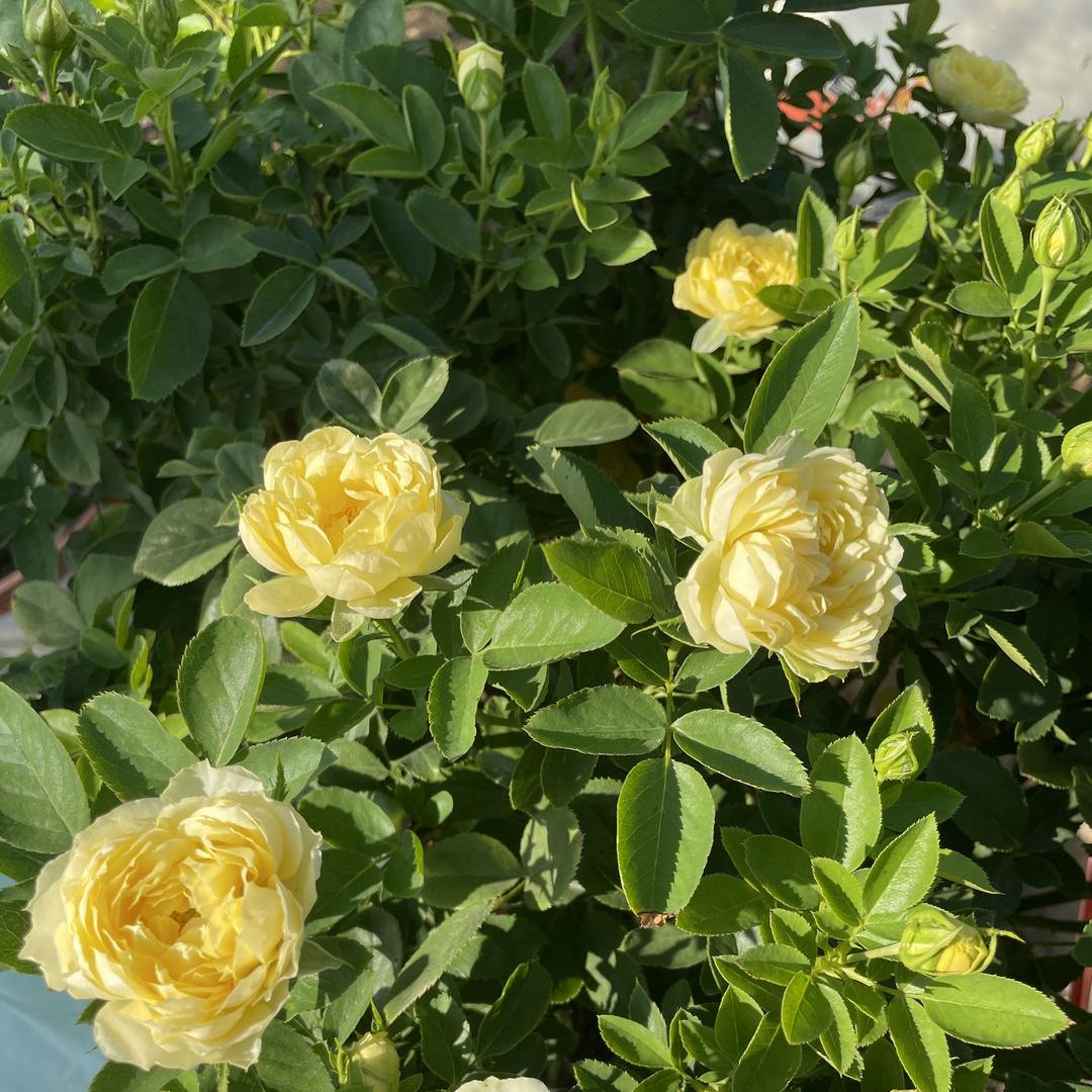 花小二月季养护