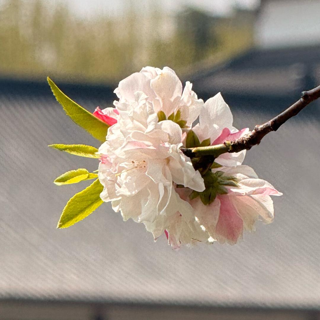 静听松风寒