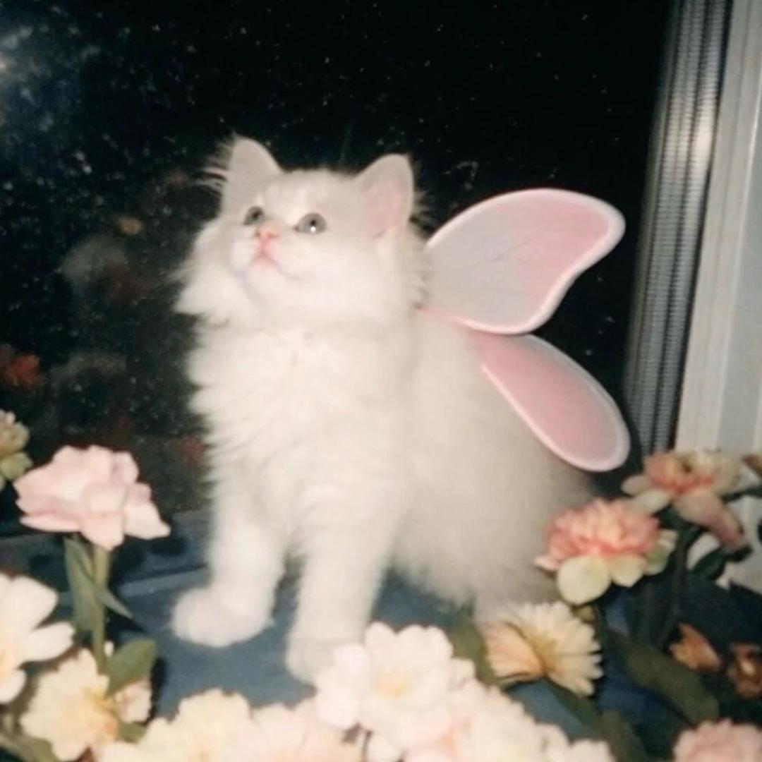 我的id是江南美人