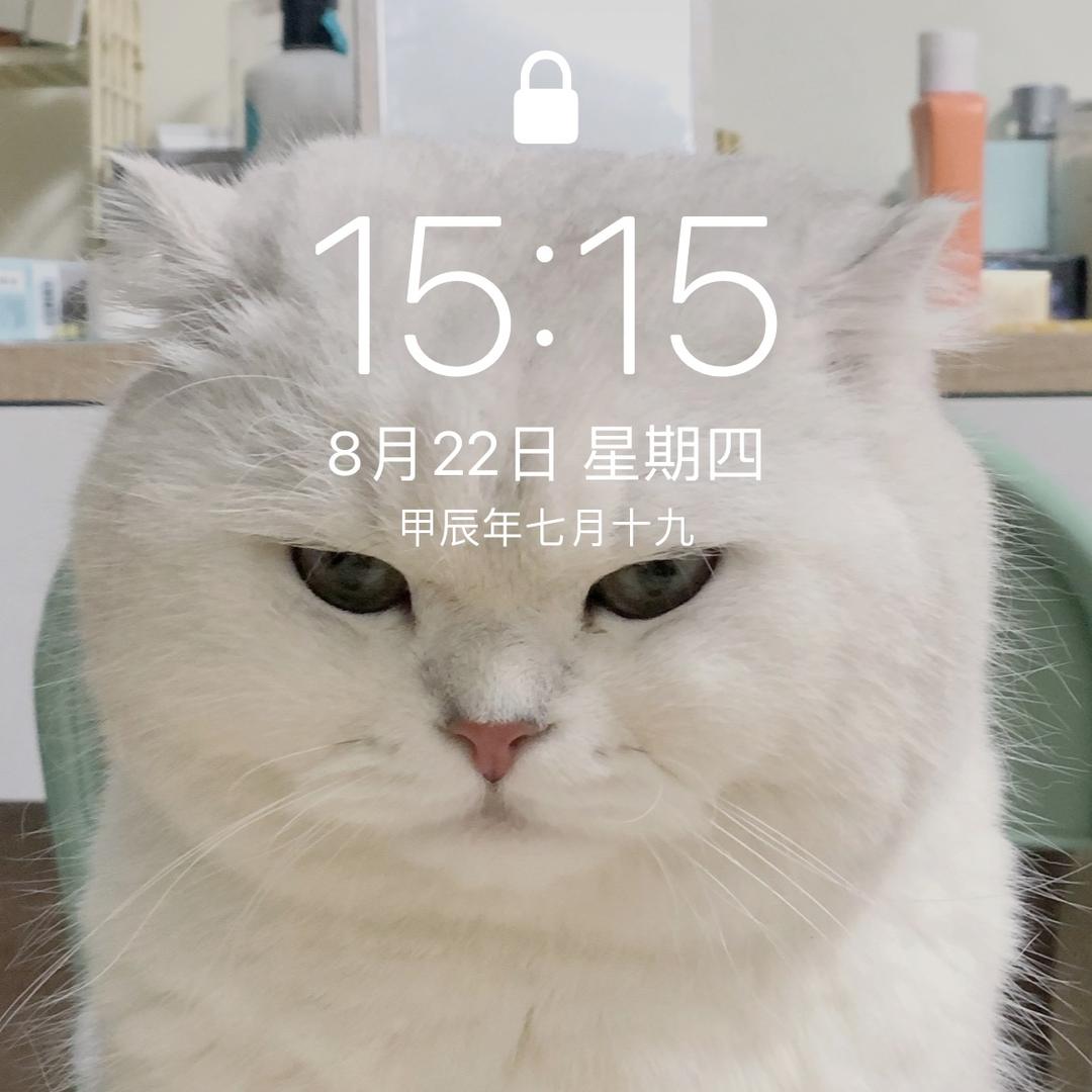 猫咪酱酱