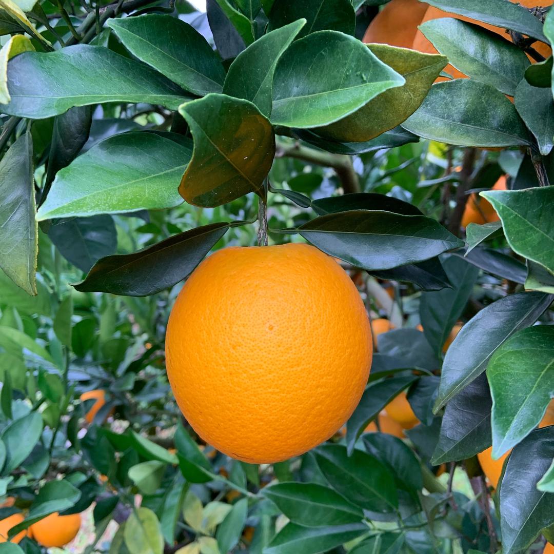 赣南脐橙🍊