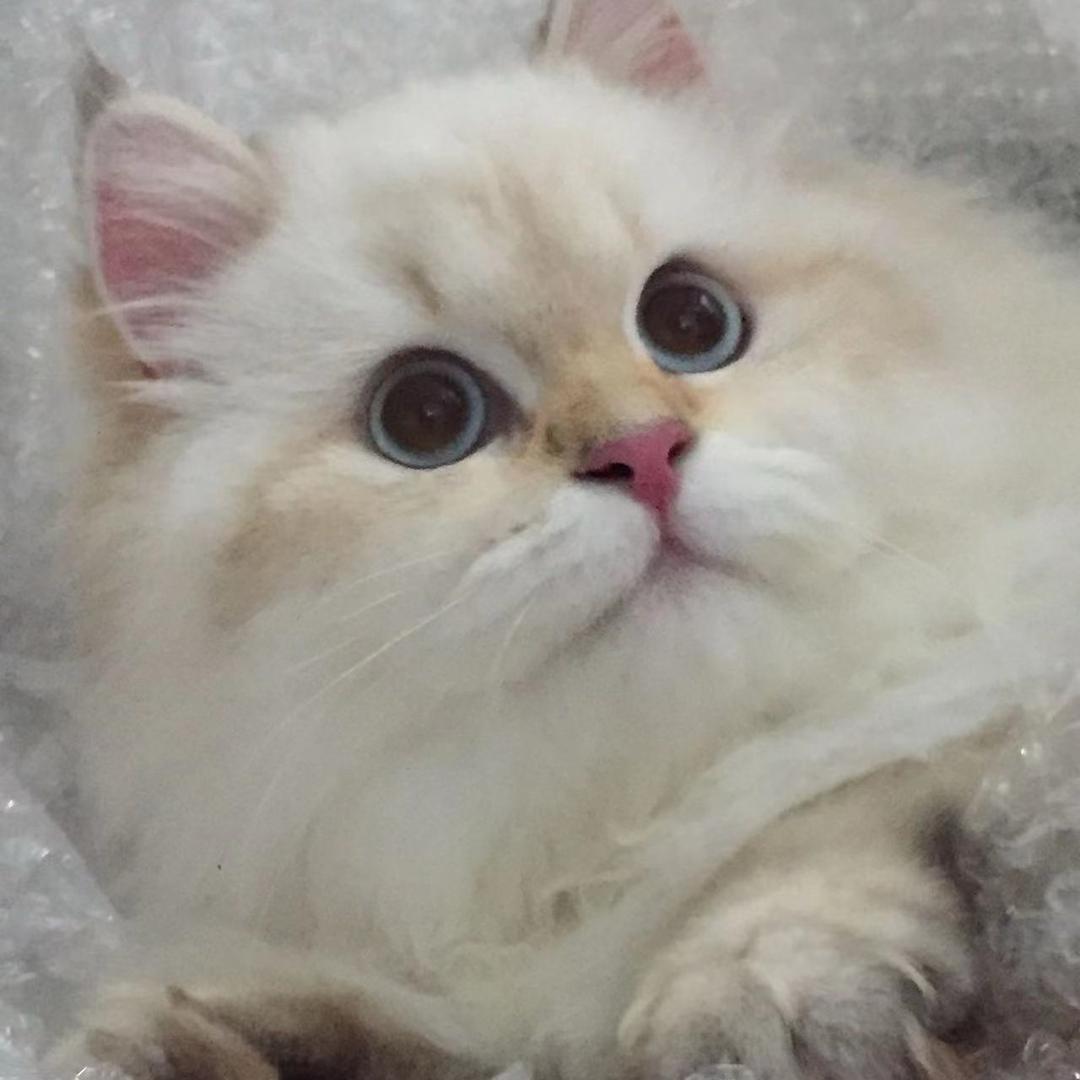 任意猫舍