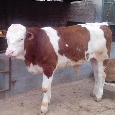 贵州兴跃达养殖有限公司