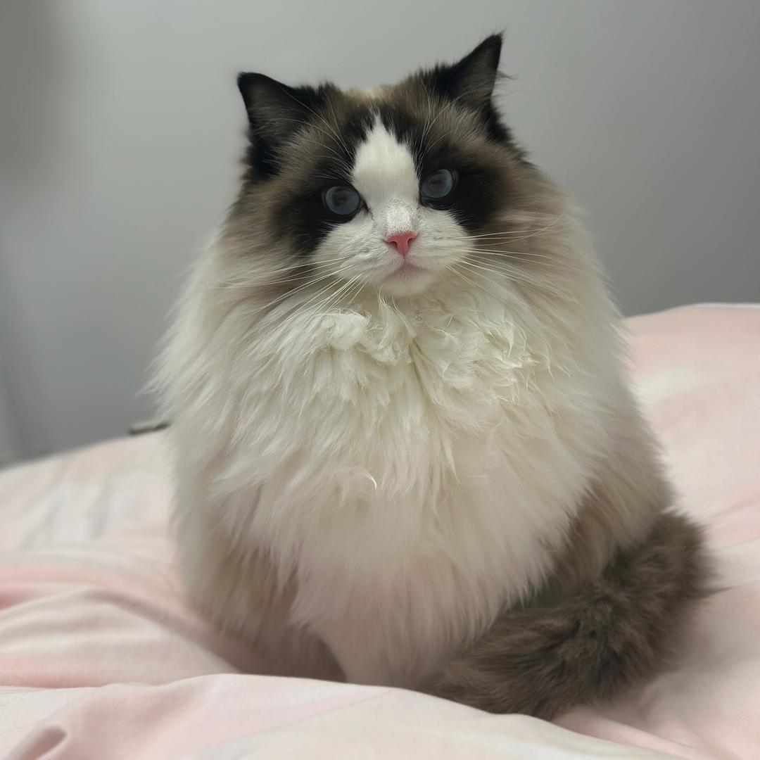 七七是个乖宝宝