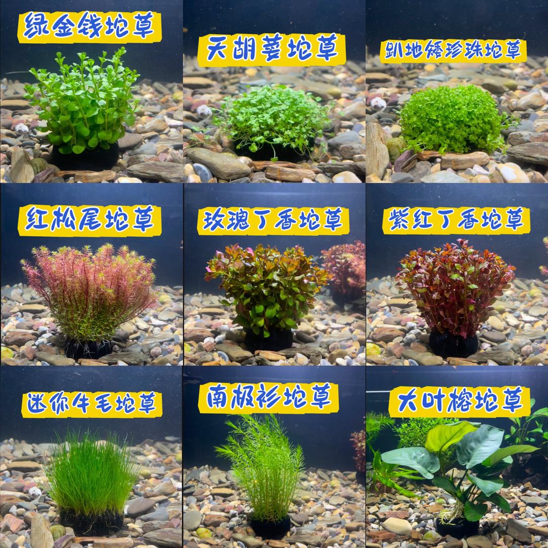 水草小草铺