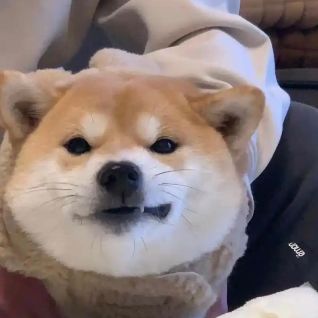 俊俊wsss