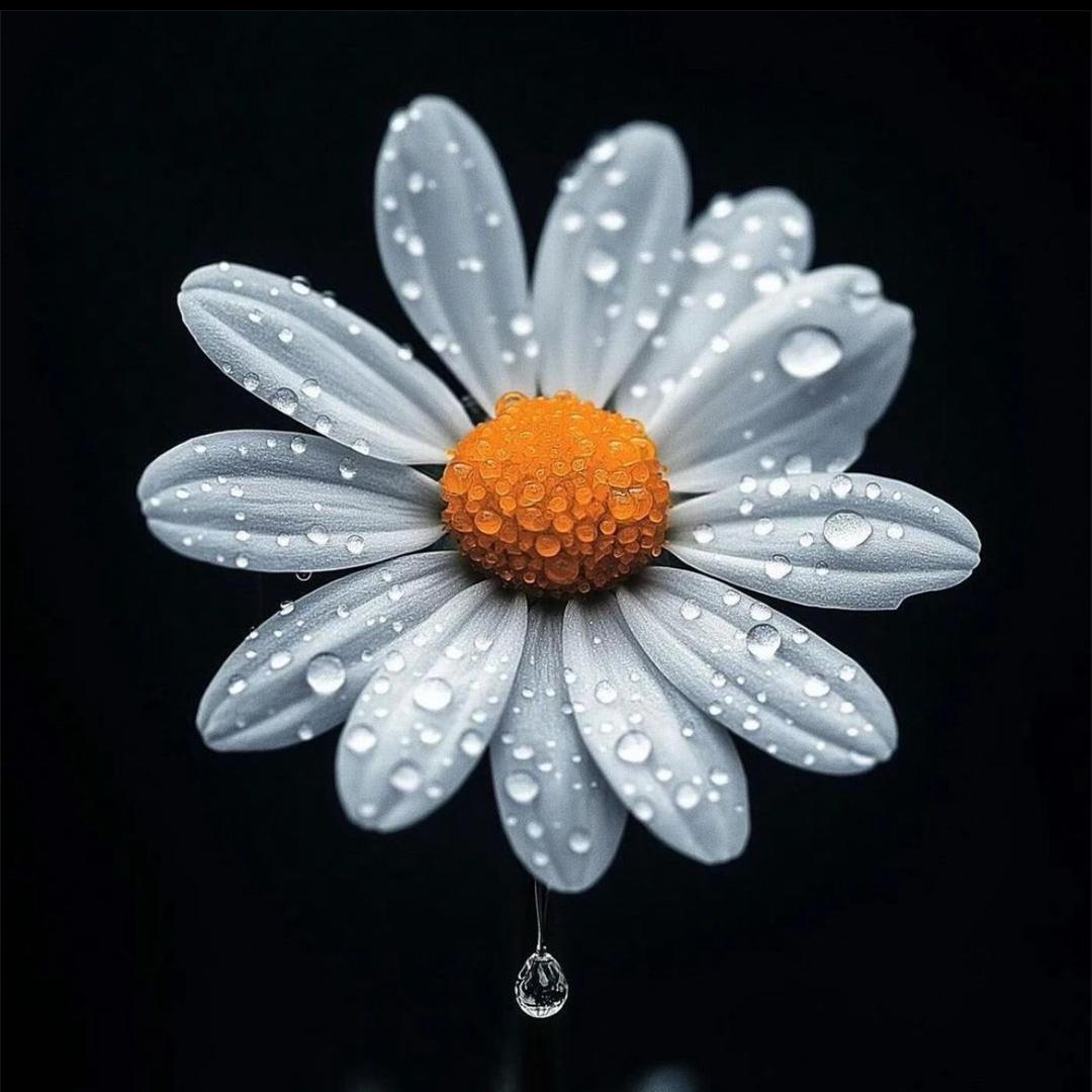 ࿐བསམ་. གྲུབ།