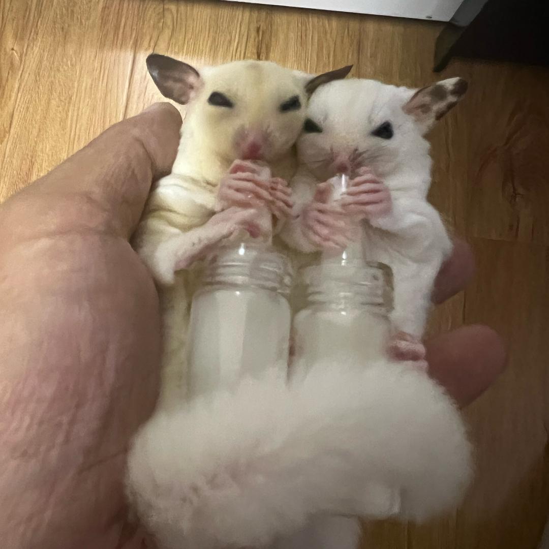 兵器王者五星boss供销社