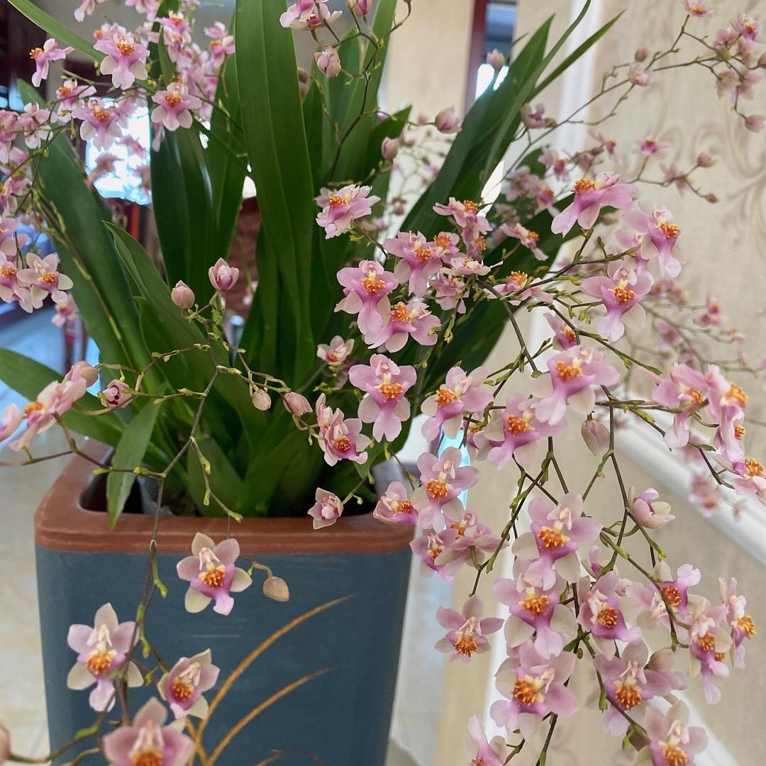 坤姐花卉园