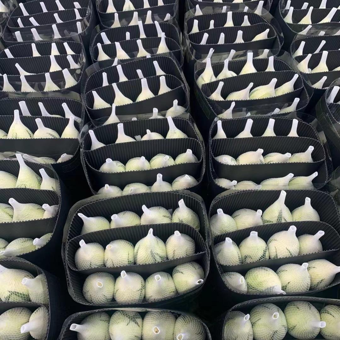 阿帅优选基地鲜花批发