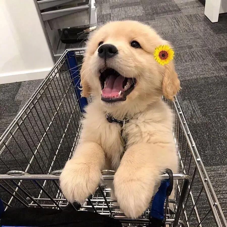怡欣宠物