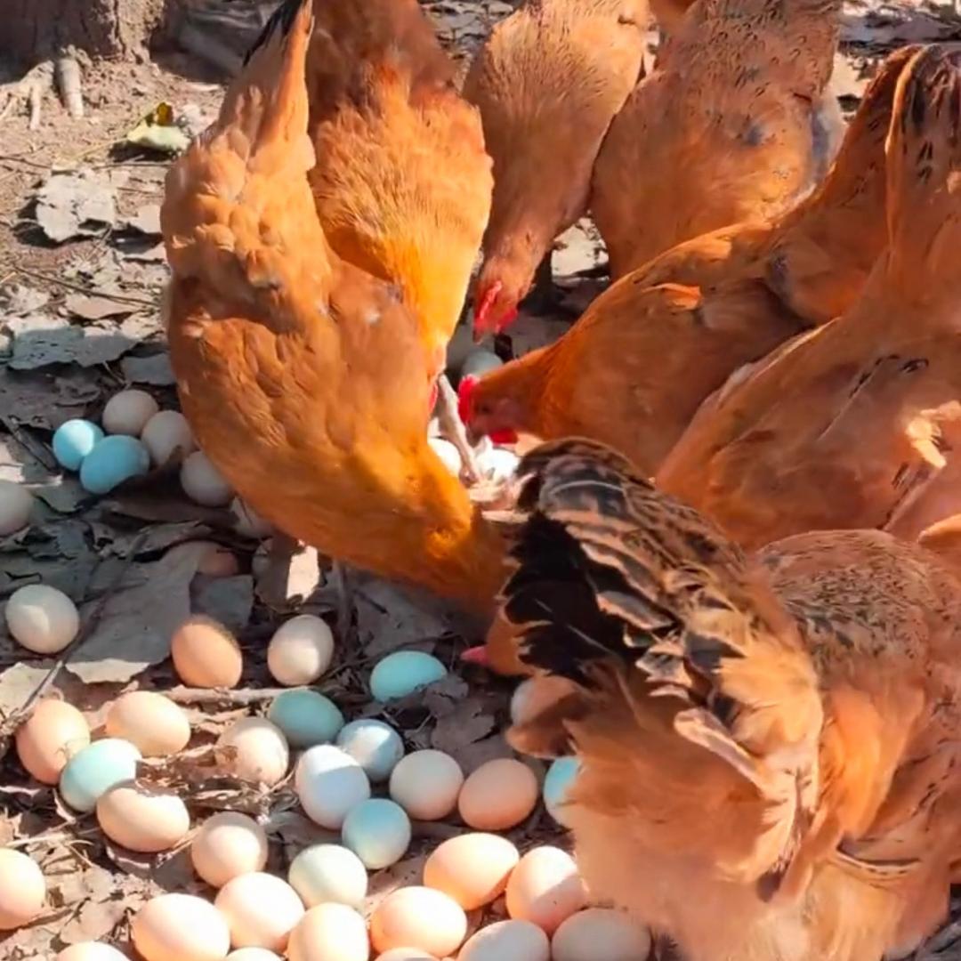 洋洋家散养土鸡（活鸡现杀现发）