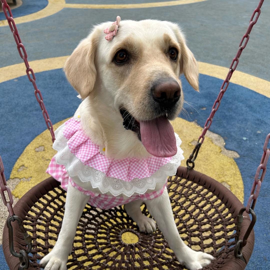 哆咪是只小拉猪