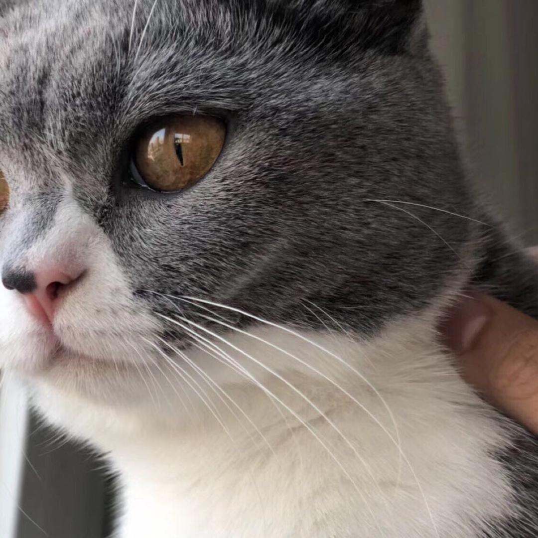 大王是个蓝胖子