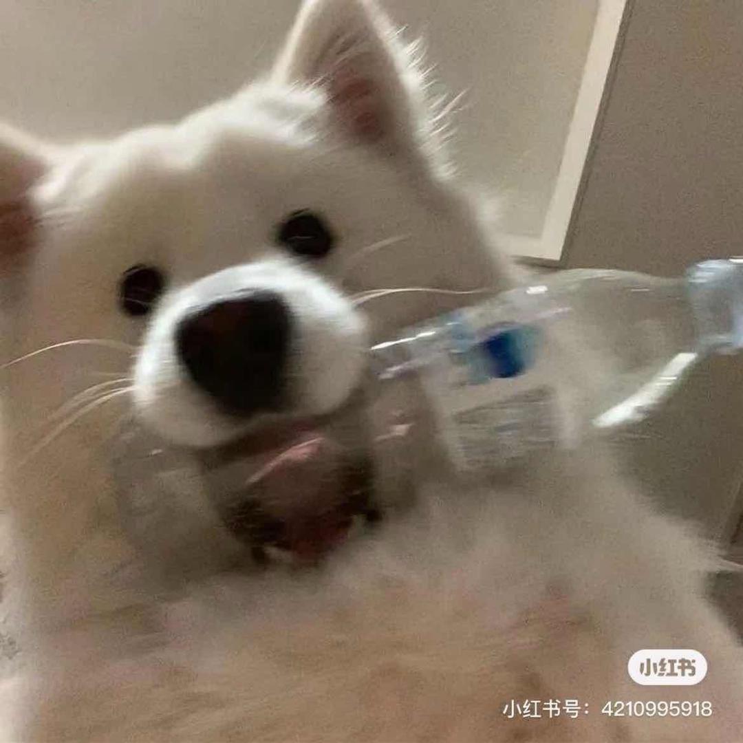 不会玩车的文