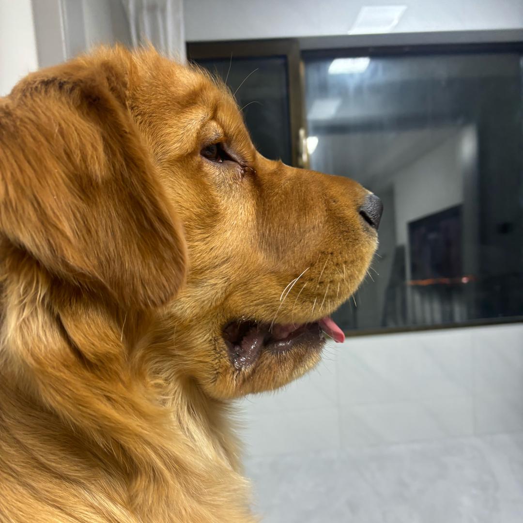 金毛来福🦮
