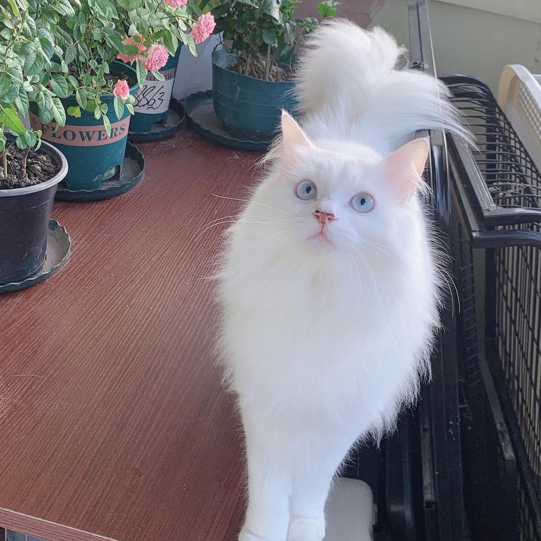 汤圆姥姥(小奶猫找领养)