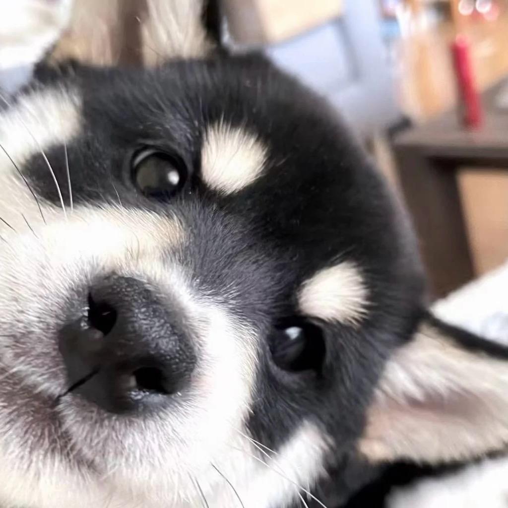 粘豆包蘸白糖NJN