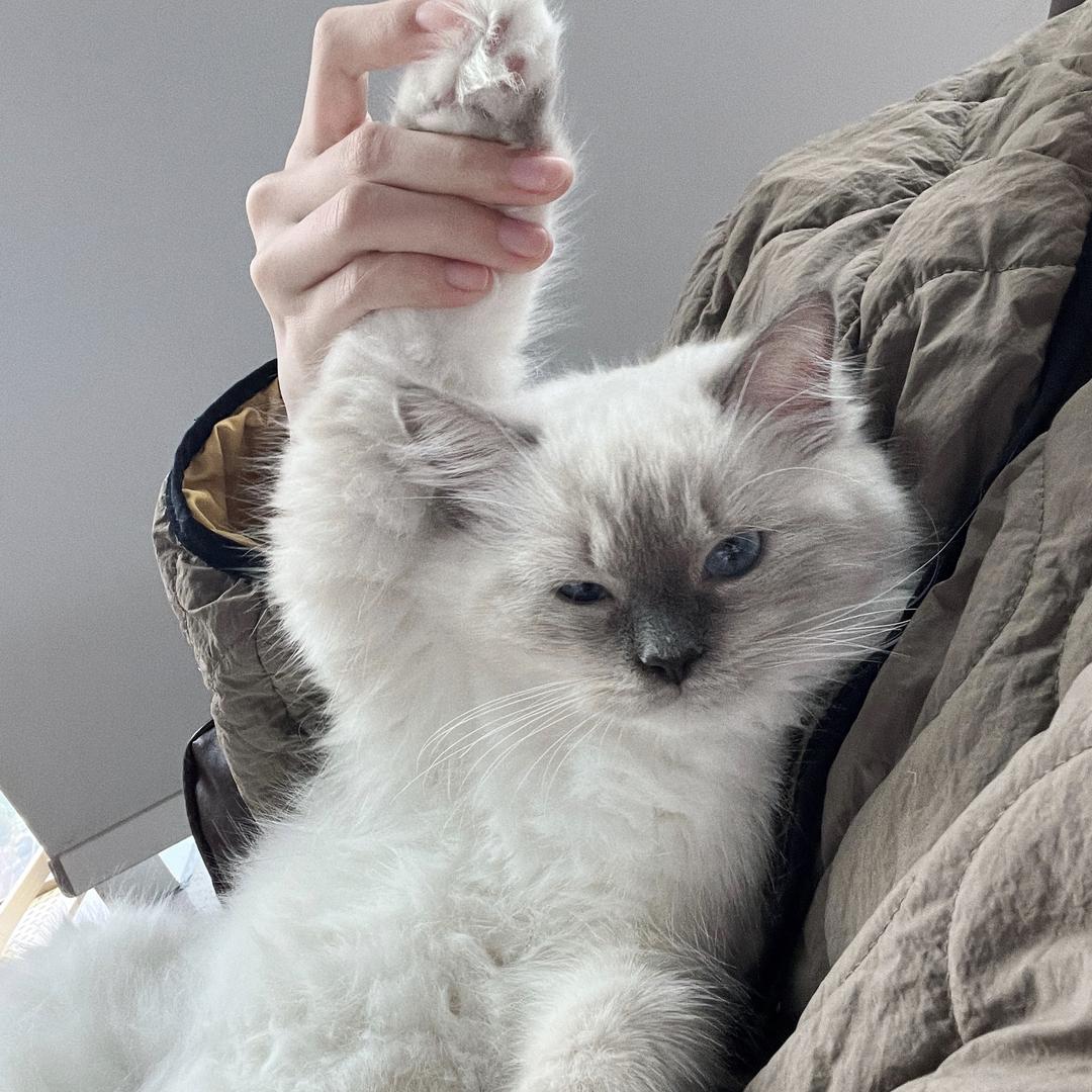 猪咪大王