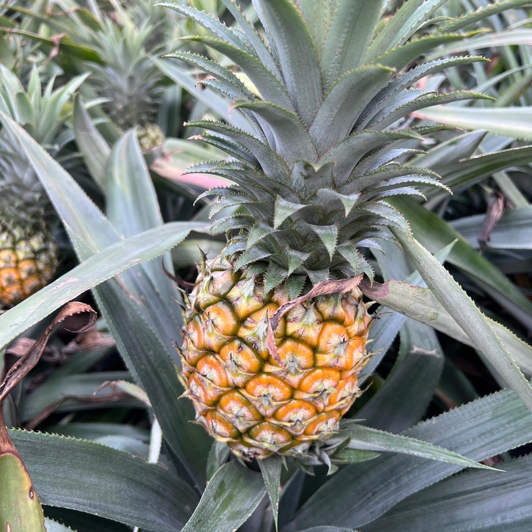 聚华南神湾菠萝