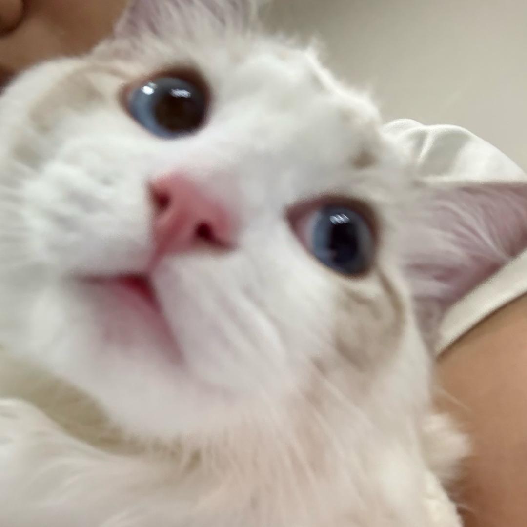 ᐡ=·=ᐡ