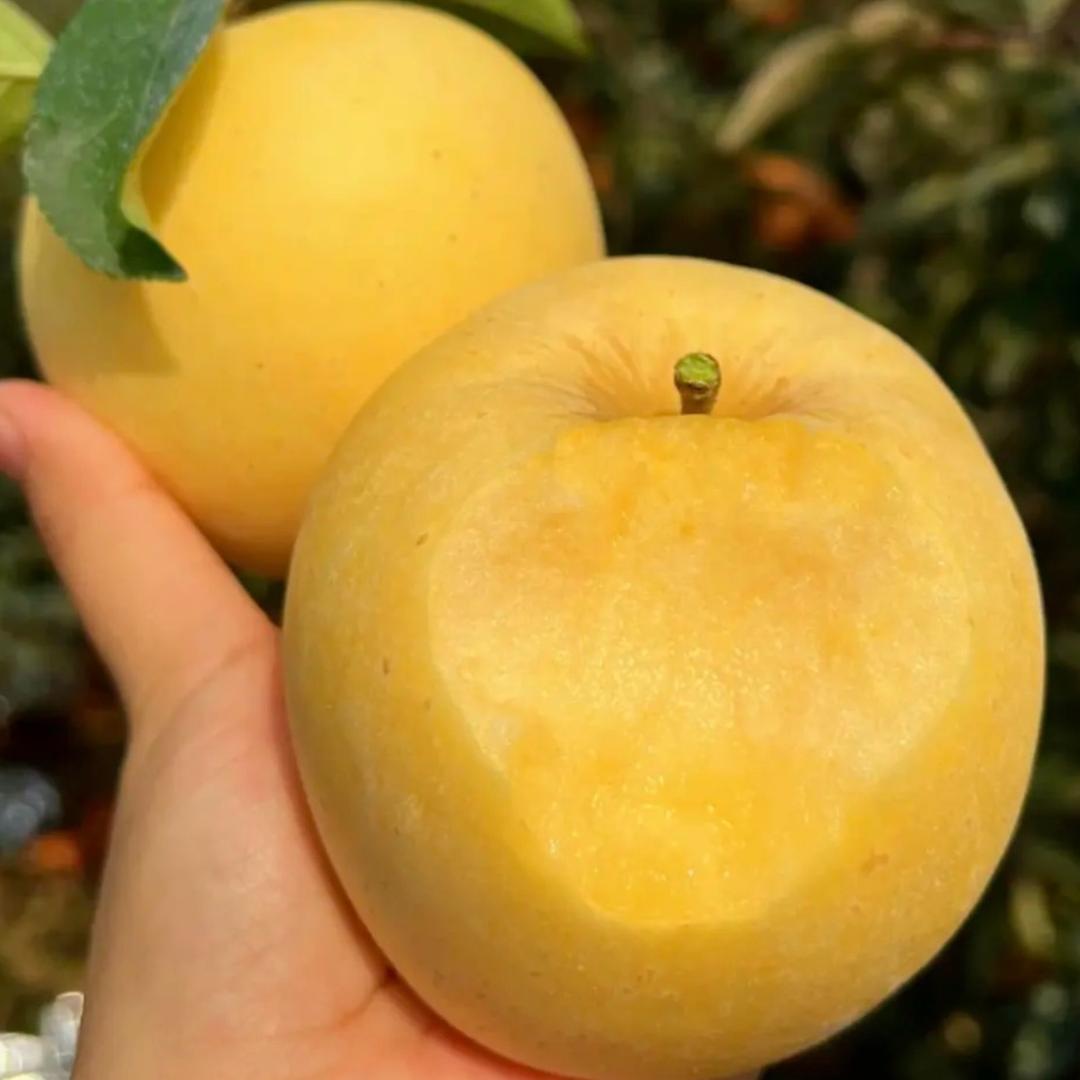 山东-黄金维纳斯