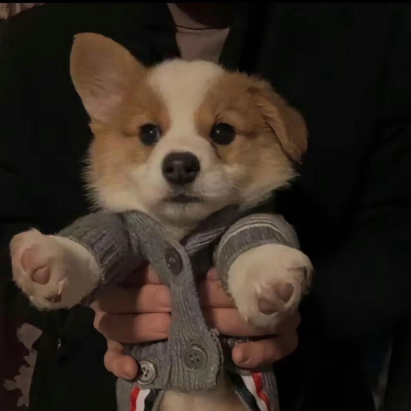 妮弟