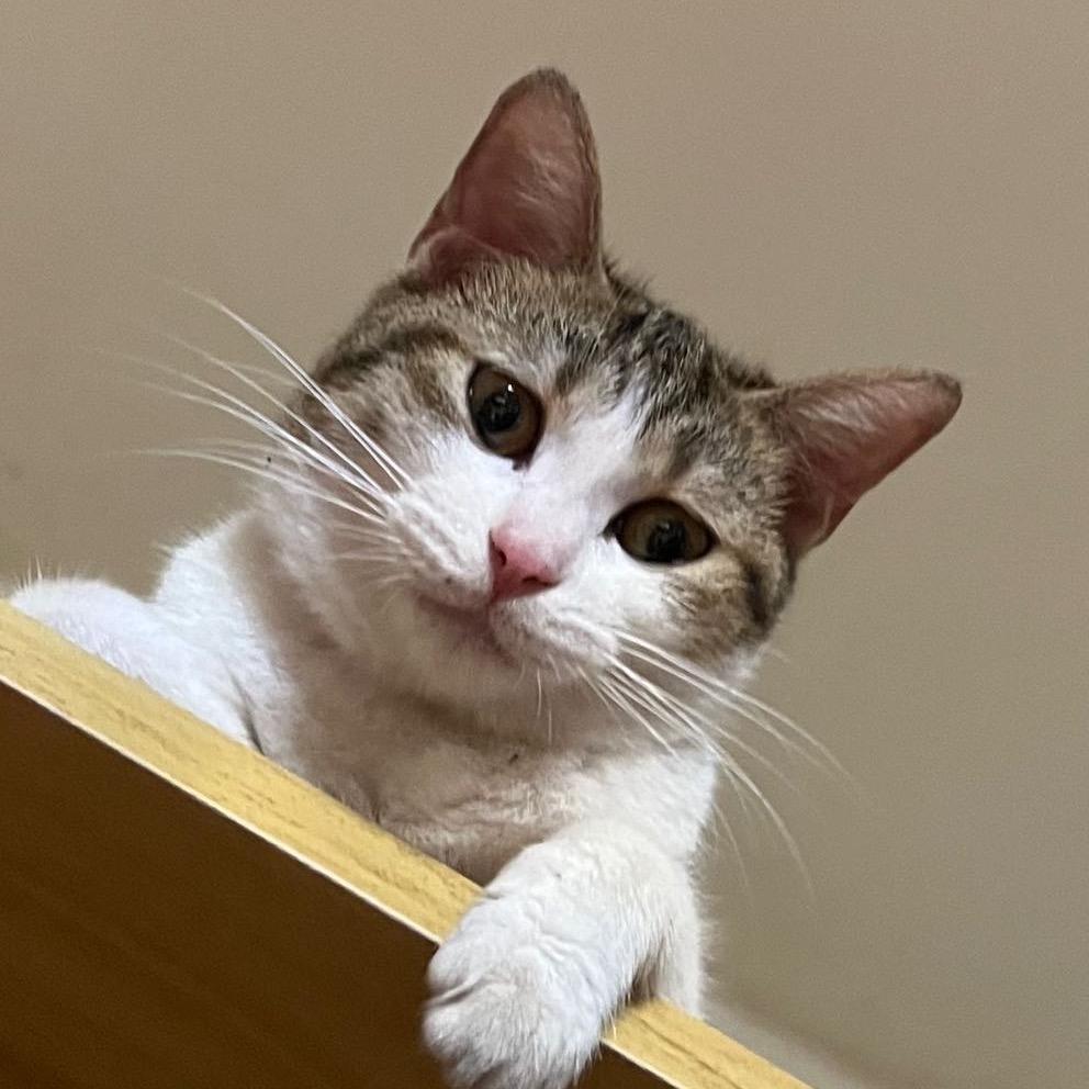 萌萌🐈
