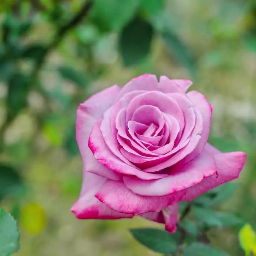 孤芳自赏